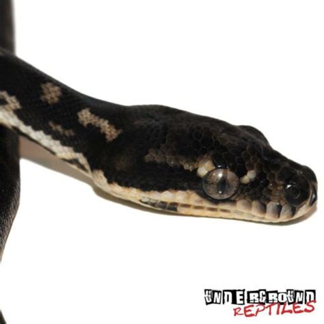 Image result for Baby Diamond Python