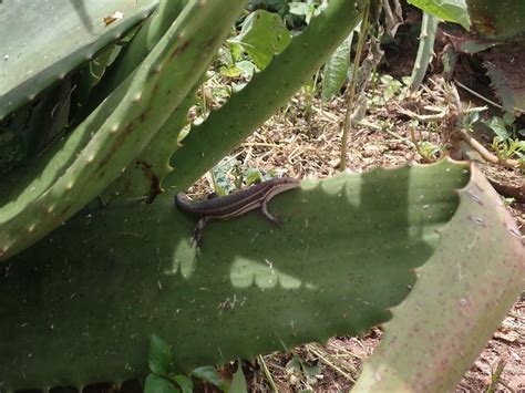 REPTILE SAFARI IN RWANDA (2026) All You Need to Know BEFORE You Go ...