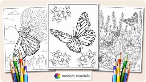 Image result for Butterfly Coloring