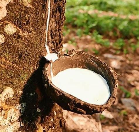 What Is The Natural Rubber Production at Jason Vincent blog
