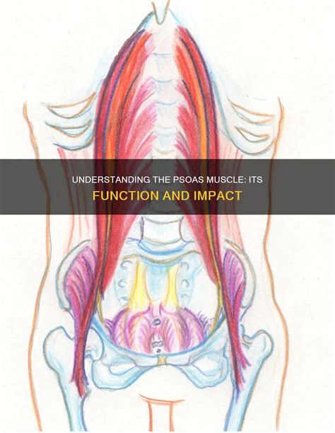 Understanding The Psoas Muscle: Its Function And Impact | CyVigor