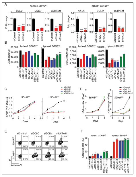 Targeting NRF2-Governed Glutathione Synthesis for SDHB-Mutated ...
