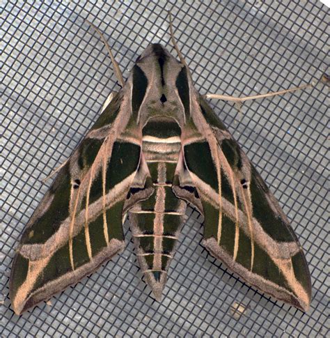 Common Large Moths — Texas Insect Identification Tools