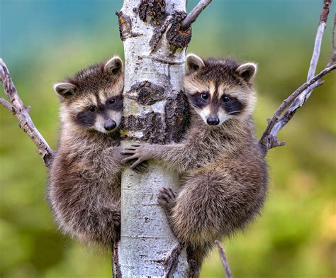How Catch Raccoons at Ali Oshanassy blog