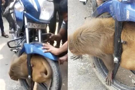 Viral Video: Shocking visuals! A monkey gets trapped inside a bike's ...