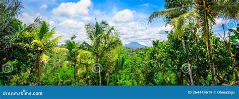 Image result for Eastern Java Bali Rain Forest