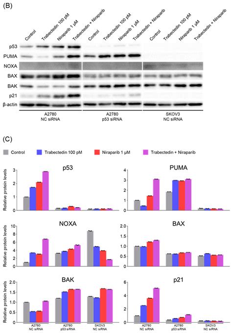 Trabectedin Induces Synthetic Lethality via the p53-Dependent Apoptotic ...