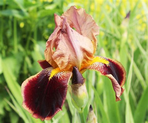 Download wallpaper greens, background, iris, section flowers in ...