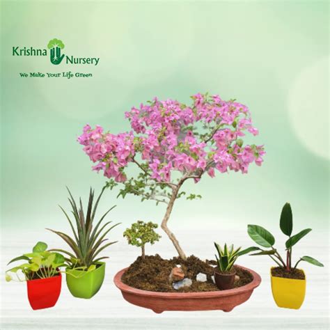 Bougainvillea Bonsai