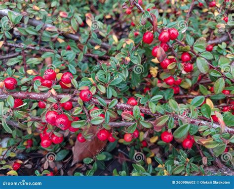 Red Bush With Berries