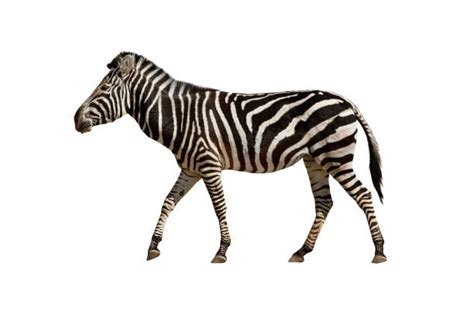 Image result for Zebra Side View
