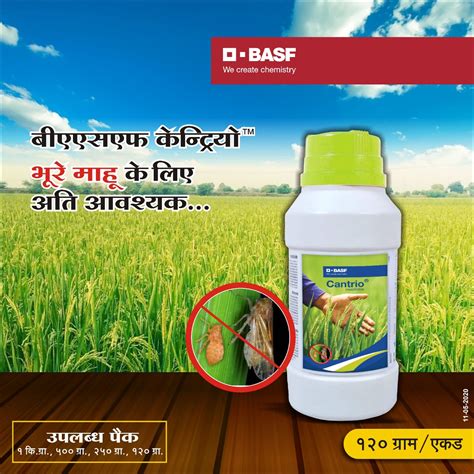 Solutions for Rice Growers | BASF Crop Protection India