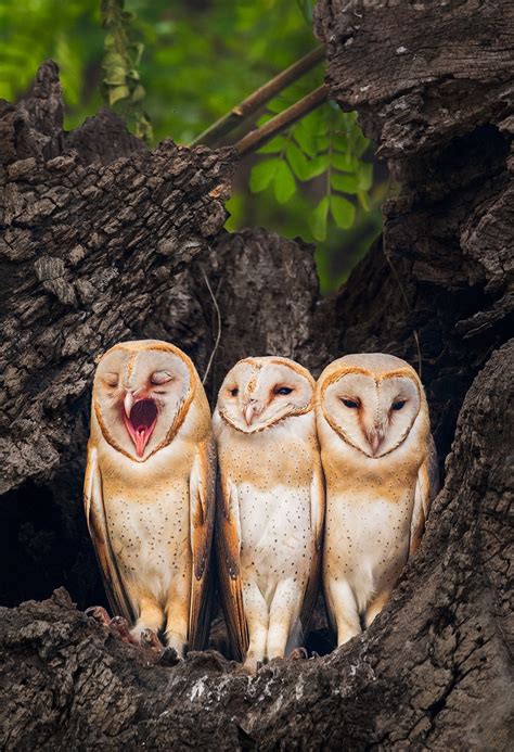 Nature inFocus Photography Awards 2018: The Winners | Nature inFocus