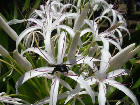 Spider Lily at Waiehu Beach Parking Lot with a Huge Black Bumblebee