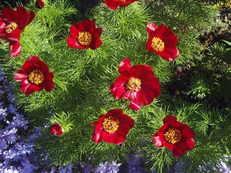 Пион тонколистный ~ Paeonia tenuifolia — Садовые неприхотливые ...