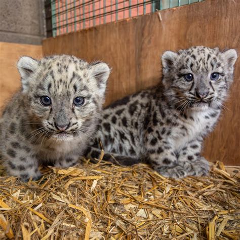 Cute Snow Leopard Cubs
