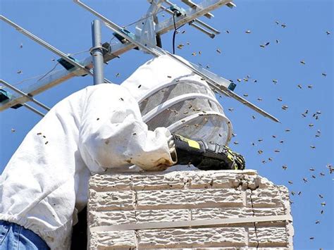 Man survives up to 1,000 stings by swarming Arizona bees | World News