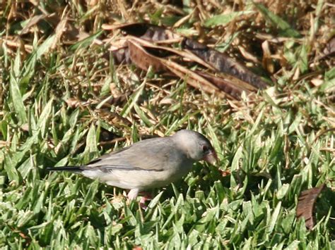 Image result for Java Sparrow Bird