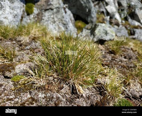 Plants On Antarctica