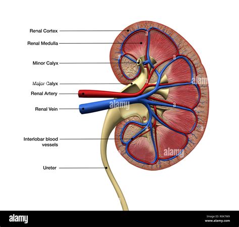 Human kidney anatomy, cross section with labels Stock Photo - Alamy