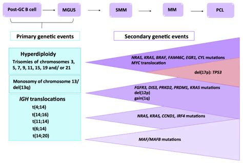 Genetic Abnormalities in Multiple Myeloma: Prognostic and Therapeutic ...