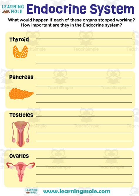 Image result for Endocrine System Lesson