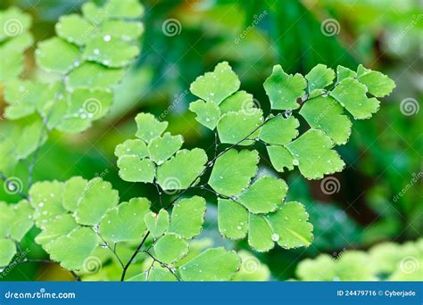 Fern Plants Cover the Ground of the Natural Forest Stock Photo - Image ...