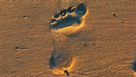 Human Origins Explained 的图像结果