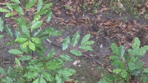 Macon Water Authority releases schedule for Bibb flooding fixes ...