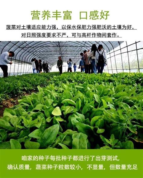 东北新籽食用大叶菠菜籽药用菠菜种子可种植生籽干净500g包邮_虎窝淘