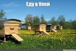 Создать мем "пчелиная пасека, улей с пчелами, улей на даче" - Картинки ...