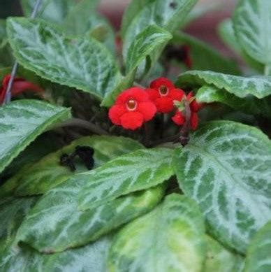Episcia cuperata frosty,Episcia Green And Silver, Flame Episcia ...