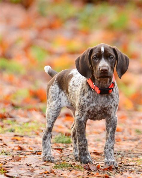 German Shorthaired Pointer Pup | German shorthaired pointer dog, Gsp ...