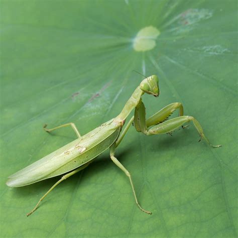 Praying Mantis at Hunter Berry blog