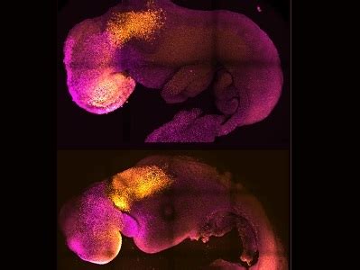 Image result for Mouse Embryo Heart Development