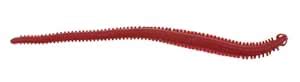 Berkley GAPSW6-BY Gulp Alive Sandworm, Bloody, 6-inch : Amazon.in ...