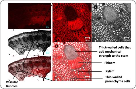 What Group of Plants Lacks True Xylem and Phloem? Revealing the Facts. | Foliar Garden