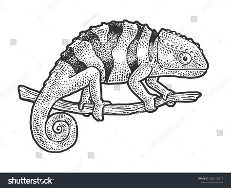 Chameleon Lizard Sketch Engraving Vector Illustration Stock Vector ...