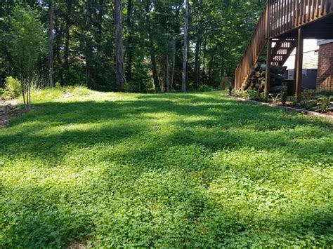 Ultimate Clover Lawn Mix: Low-Maintenance, Eco-Friendly Yard ...