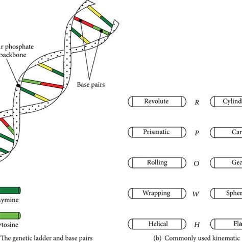 Base pair Structure 的图像结果