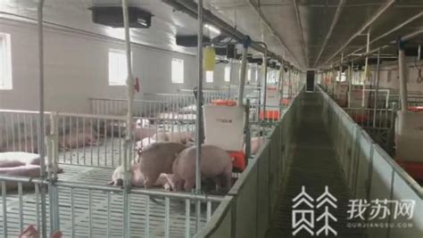 高邮光明种猪基地投产 扬州市生猪养殖集聚区效应初显_我苏网