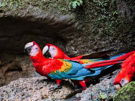 The Best Way To Visit The Amazon Rainforest Of Ecuador