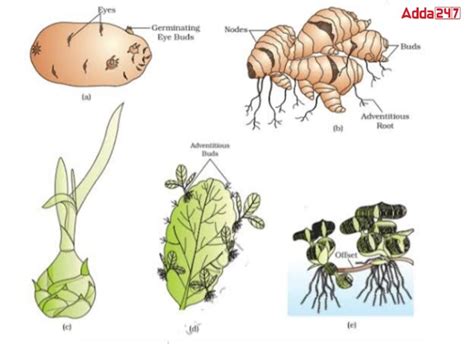 Vegetative Propagation- Define, Advantage, Types for Class 10
