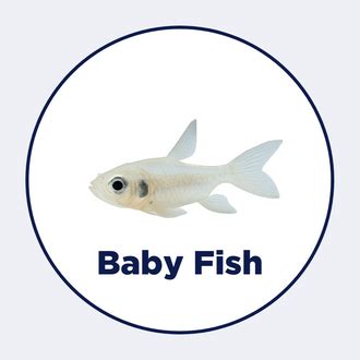 Shop By Fish Species – Intan Growel
