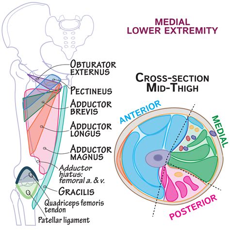 Anatomy Anterior Thigh Medial Thigh And Knee Joint At