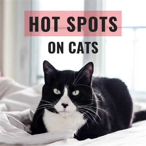 How to Get Rid of Hot Spots on Cats - PetHelpful