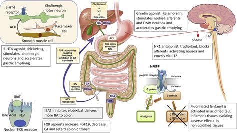 Digestive System Disorders Treatment at Thomas Castro blog