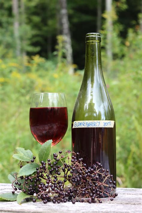Red Elderberry Wine Recipe at William Ribush blog