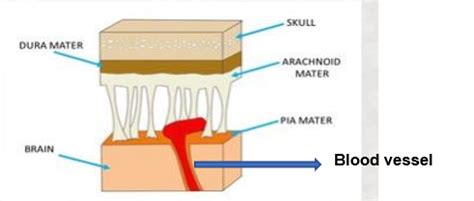 Image result for Neural Tube Defects Causes