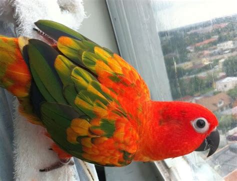 Image result for Red Factor Conure